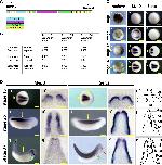 Expression Image Expression Image