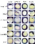 Expression Image Expression Image
