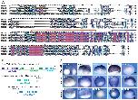 Expression Image