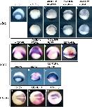 Expression Image Expression Image