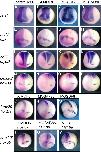 Expression Image