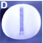 Expression Image