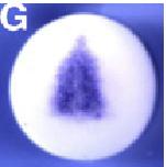 Expression Image