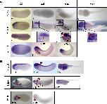 Expression Image Expression Image