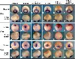 Expression Image Expression Image
