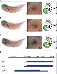 Expression Image