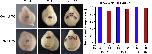 Expression Image Expression Image