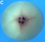 Expression Image