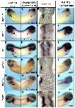 Expression Image