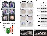 Expression Image Expression Image