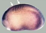 Expression Image