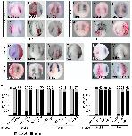 Expression Image Expression Image