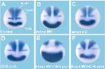 Expression Image Expression Image