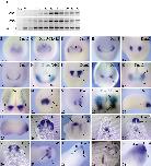 Expression Image