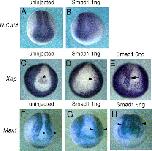 Expression Image Expression Image