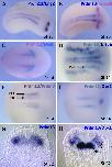 Expression Image Expression Image