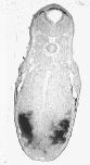 Expression Image