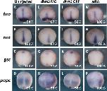 Expression Image Expression Image