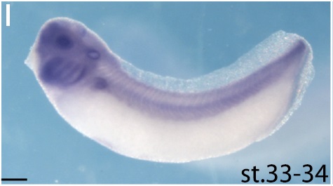 Xenopus Lit image