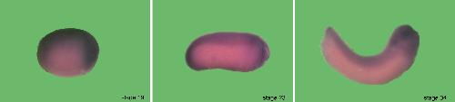 Xenbase Expression Image