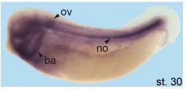 Xenopus Lit image