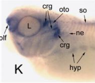 Xenopus Lit image