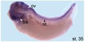 Xenopus Lit image