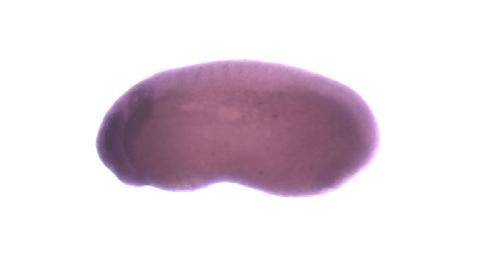 Image for BrÃ¤ndli Lab 2008