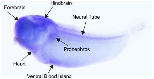 Xenopus Lit image