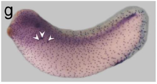 Manual Lit image for Xenopus
