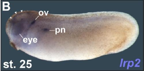 Manual Lit image for Xenopus