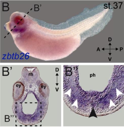 Manual Lit image for Xenopus