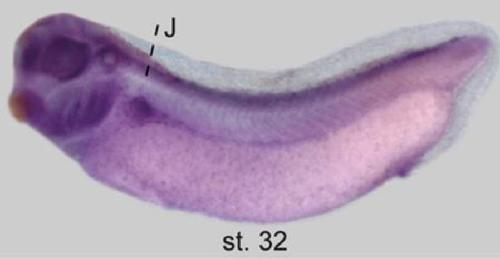 Manual Lit image for Xenopus