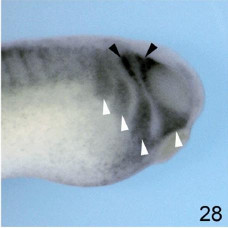 Manual Lit image for Xenopus