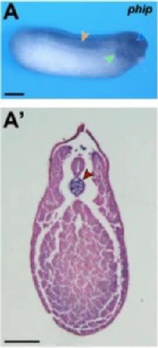 Manual Lit image for Xenopus
