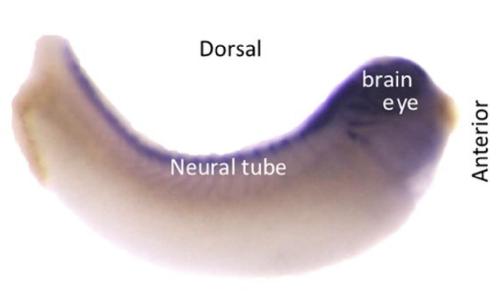 Manual Lit image for Xenopus