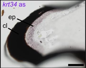 Manual Lit image for Xenopus