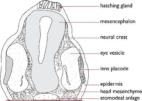 Anatomy image