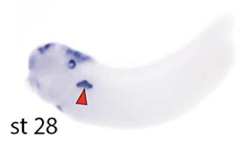 Manual Lit image for Xenopus