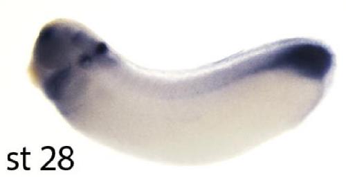 Manual Lit image for Xenopus