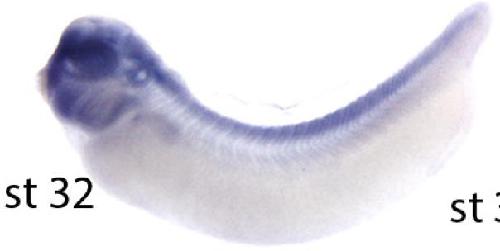 Manual Lit image for Xenopus