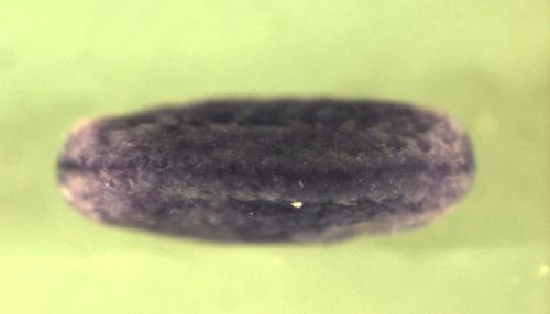 Xenopus ATPase, Ca++ transporting, ubiquitous   / atp2a3 expression in stage 20 embryo