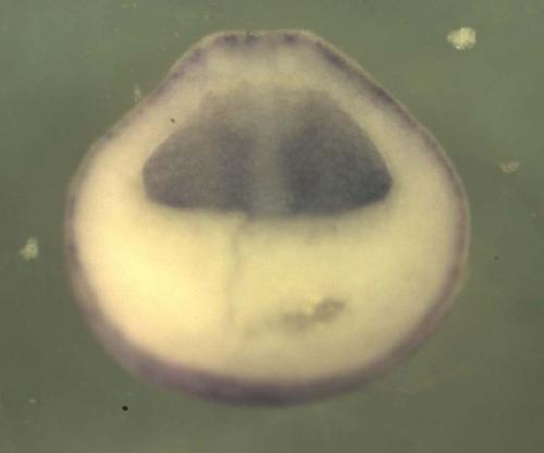 Xenopus cyclin B3 / ccnb3 expression in bisected stage 15 neurula.