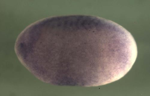 Xenopus npepps / aminopeptidase puromycin sensitive gene expression in stage 20 embryo.