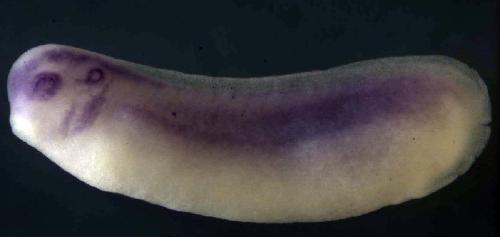 Xenopus LUC7-like 2 / luc7l2 gene expression in stage 26 embryo