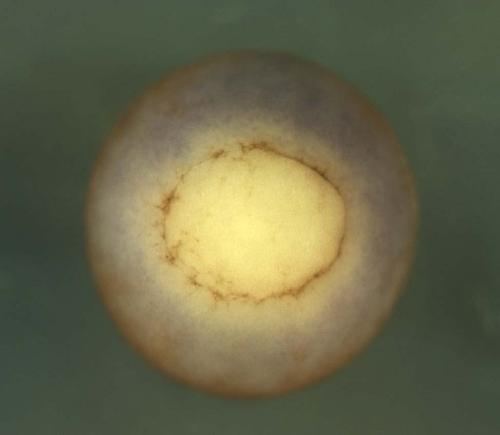 Xenopus kiaa1712 gene expression in stage 12 embryo