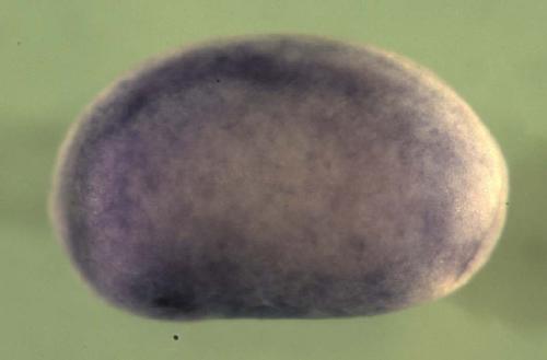 Xenopus pelota homolog / pelo gene expression in stage 20 embryo