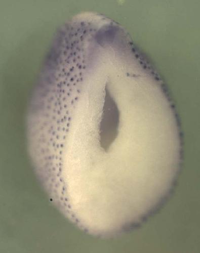 Xenopus chromosome 6 open reading frame 206 / c6orf206 gene expression in stage 21 embryo