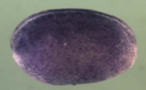 Xenopus F-box and WD repeat domain containing 8  / fbxw8 gene expression in stage 20 embryo