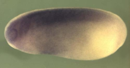 Xenopus gene image